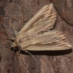 Mythimna l-album - Trooz ~ La Rochette (Namen)  22-09-2018 ©Steve Wullaert