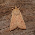 Mythimna vitellina - Koksijde ~ Doornpanne (West-Vlaanderen) 05-10-2019 ©Steve Wullaert