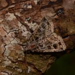 Naenia typica - Veerle ~ Averbode Bos & Heide (Antwerpen) 14-07-2019 ©Steve Wullaert