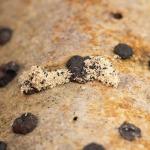 Nemapogon clematella (satijnkroeskopje) - Beauraing ~ Grand Quarti (Namen) 01-05-2021 ©Damien Gailly