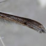 Stenoptilia zophodactylus - Duizendguldenkruidvedermot