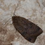 Noctua comes - Veerle ~ Averbode Bos & Heide (Antwerpen) 14-07-2019 ©Steve Wullaert