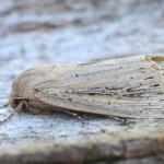 Nonagria typhae - Neerpelt ~ Het Hageven (Limburg) - 05-09-2020 ©Steve WullaertNonagria typhae - Neerpelt ~ Het Hageven (Limburg) - 05-09-2020 ©Steve Wullaert