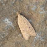 Nothris verbascella - Visé ~ Montagne Sainte-Pierre (Luik) 25-09-2021 ©Steve Wullaert