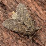 Notodonta torva - Arlon ~ Domaine Privé (Luxemburg) 31-07-2021 ©Steve Wullaert