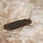 Ochsenheimeria urella - Rocherath ~ Vallée de la Holzwarche (Luik) 08-08-2019 ©Steve Wullaert