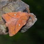 Odonestis pruni - Furfooz ~ Parc naturelle de Furfooz (Namen) - 27-06-2020 ©Steve Wullaert