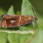 Olethreutes arcuella - Chaudfontaine ~ Bois de la Rochette (Luik) 09-06-2019 ©Philippe Vanmeerbeeck