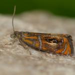 Olethreutes arcuella - Zutendaal ~ Lieteberg (week van het insect) Limburg 02-06-2019 ©Steve Wullaert