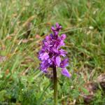 Orchis mascula (mannetjesorchis) - Furfooz ~ Parc naturelle de Furfooz (Namen) 04-05-2019 ©Steve Wullaert
