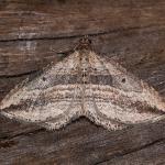 Orthonama vittata - Rocherath ~ Vallée de la Holzwarche (Luik) 08-08-2019 ©Damien Gailly
