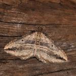 Orthonama vittata - Rocherath ~ Vallée de la Holzwarche (Luik) 10-08-2019 ©Wim Declercq