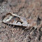 Orthosia gothica - Oignies ~ Bois d'Oignies (natuurpark Viroin - Hermeton) - (Namen) 31-03-2018 ©Steve Wullaert