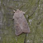 Orthosia gracilis - Neerpelt ~ Het Hageven (Limburg) 30-03-2019 ©Steve Wullaert