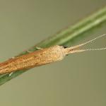 Coleophora clypeiferella - Roetstreepkokermot