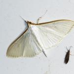 Palpita vitrealis - Aywaille ~ Heid des Gattes (Luik) - 21-06-2020 ©Damien Gailly