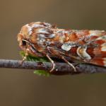 Panolis flammea - Neerpelt ~ Het Hageven (Limburg) 30-03-2019 ©Philippe Vanmeerbeeck