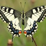 Papilio machaon - Stockay ~ Terrils et Decanteurs (Luik) 11-07-2020 ©Damien Gailly