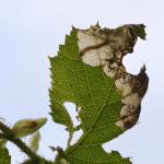 Paracrania chrysolepidella - Furfooz ~ Parc naturelle de Furfooz (Namen) 04-05-2019 ©Steve Wullaert