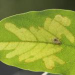 Parectopa robiniella - Acaciamineermot