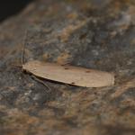 Pelosia muscerda - Neerpelt ~ Het Hageven (Limburg) 13-10-2018 ©Steve Wullaert