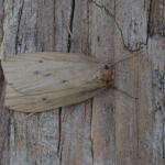 Pelosia obtusa - Neerpelt ~ Het Hageven (Limburg) 17-07-2021 ©Steve Wullaert