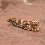 Phiaris schulziana - Arlon ~ Domaine Privé (Luxemburg) 31-07-2021 ©Steve Wullaert