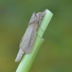 Phragmataecia castaneae - Neerpelt ~ Het Hageven (Limburg) 17-07-2021 ©Steve Wullaert