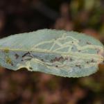 Phyllocnistis valentinensis - Neerpelt ~ Het Hageven (Limburg) 13-10-2018 ©Steve Wullaert