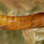 Phyllonorycter acerifoliella - Spaanse-aakvouwmot