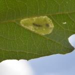 Phyllonorycter comparella - Neerpelt ~ Het Hageven (Limburg) - 05-09-2020 ©Steve Wullaert
