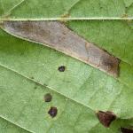 Phyllonorycter issikii - Trooz ~ La Rochette (Namen)  22-09-2018 ©Philippe Vanmeerbeeck