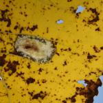 Phyllonorycter populifoliella - Neerpelt ~ Het Hageven (Limburg) 13-10-2018 ©Steve Wullaert