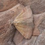 Phytometra viridaria - Arlon ~ Domaine Privé (Luxemburg) 31-07-2021 ©Steve Wullaert