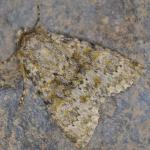 Polymixis flavicincta - Marche-en-Famenne ~ Propriété privé (Namen) - 20-09-2020 ©Steve Wullaert