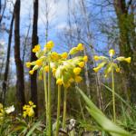 Primula veris (gulden sleutelbloem) - Beauraing ~ Grand Quarti (Namen) 01-05-2021 ©Steve Wullaert