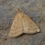 Psammotis pulveralis - Arlon ~ Domaine Privé (Luxemburg) 31-07-2021 ©Steve Wullaert