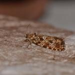 Pseudohermenias abietana - Arlon ~ Domaine Privé (Luxemburg)  (17-06-2017) ©Steve Wullaert