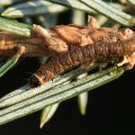 Pseudohermenias abietana - sparrenbladroller