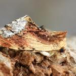 Ptilodon cucullina - Krewinkel ~ Schartenknopf (Luik) 20-07-2021 ©Steve Wullaert