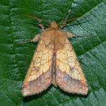 Pyrrhia umbra - Koksijde ~ Doornpanne (West-Vlaanderen) - 05-07-2020 ©Damien Gailly