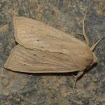 Rhizedra lutosa - Koksijde ~ Doornpanne (West-Vlaanderen) 05-10-2019 ©Steve Wullaert