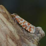 Rhyacionia pinicolana - Neerpelt ~ Het Hageven (Limburg) 17-07-2021 ©Steve Wullaert