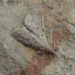 Schoenobius gigantella - Arendonk ~ t' Goorken (Antwerpen) 11-07-2021 ©Steve Wullaert