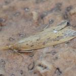 Schonobius gigantella - Neerpelt ~ Het Hageven (Limburg) 17-07-2021 ©Steve Wullaert