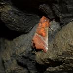 Scoliopteryx libatrix -  Aywaille ~ Carrière de la Falize (Luik) 12-09-2020 ©Steve Wullaert