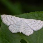 Scopula immutata - Kinrooi ~ Het Vijverbroek (Limburg) - 22-08-2020 ©Johan Verstraeten