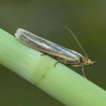 Selagia argyrella - Neerpelt ~ Het Hageven (Limburg) 17-07-2021 ©Steve Wullaert