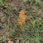 Lasiommata megera -  Aywaille ~ Carrière de la Falize (Luik) 12-09-2020 ©Steve Wullaert