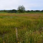 Sfeer - Arendonk ~ t' Goorken (Antwerpen) 11-07-2021 ©Steve Wullaert 